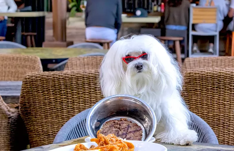 Image: Take your dog to Casa Sensei.