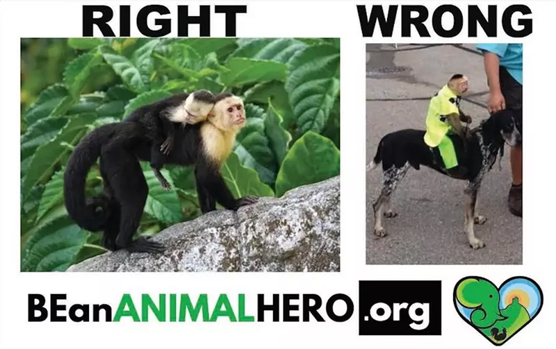 Image: A photo collage shows the right and wrong way to ride a monkey.