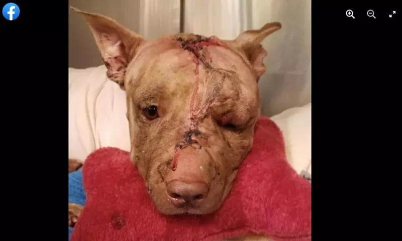Image: Ollie in a photo posted to the Justice for Ollie Facebook page shortly after the fatal attack in October of 2017.