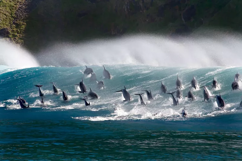 Image: According to Blue Planet II, the long-awaited sequel to the BBC’s lauded 2001 documentary series, scientists believe individual dolphins of entirely different species may actually recognize one another.