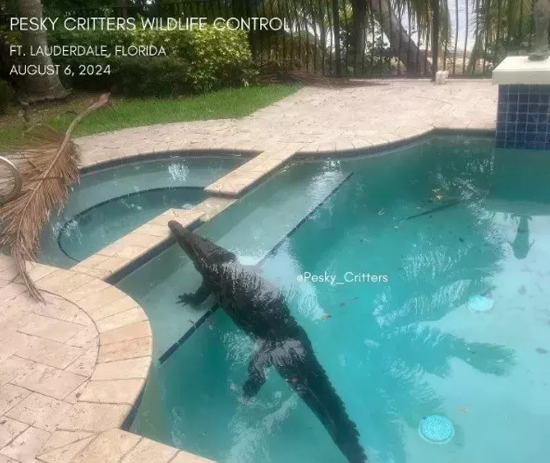 Image: Pesky Critters' animal removal service removed this crocodile from a Fort Lauderdale home on August 6, 2024.