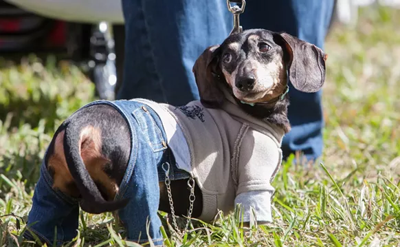 Image: Dachshund Rescuers Take Their Wieners Out for Wienerfest 2019