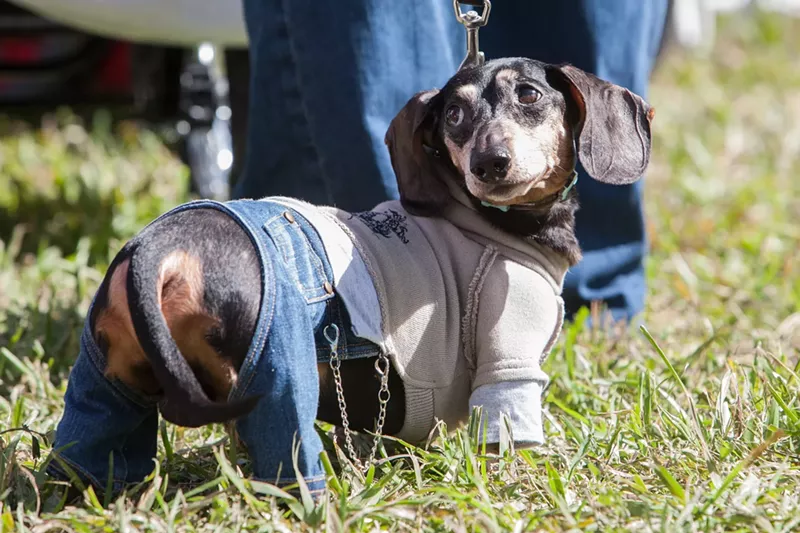 Image: Dachshunds are due to descend on T.Y. Park.
