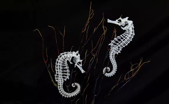 Image: Dead Sea Soul: Zach Schwartz Turns Skeletons Into Sculptures