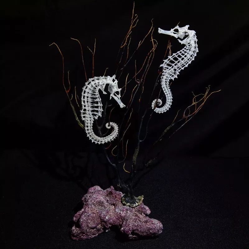 Image: A pair of seahorse skeletal articulations from Inner Workings Art