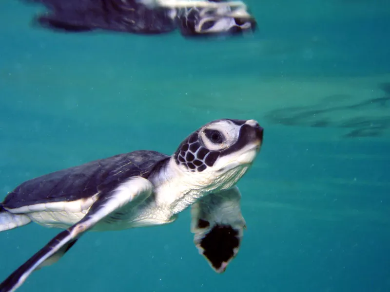 Image: The green sea turtle