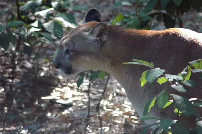 Image: A close-up photo of a Florida panther. Only 120 to 230 of the endangered cats roam the state today.