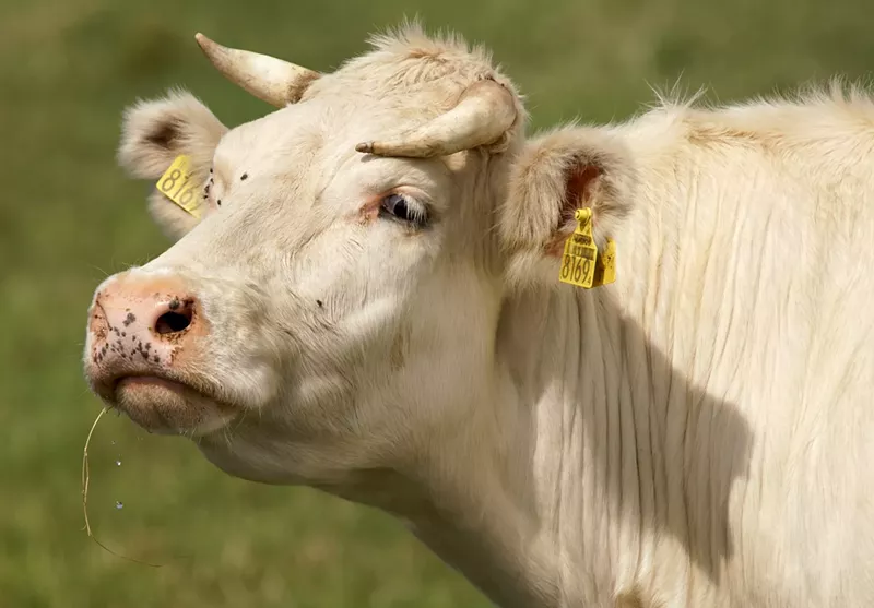 Image: photo of a cream-colored cow or steer wearing an expression that might be interpreted as "I'm not interested in your problems, pal."