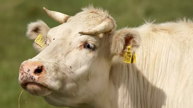photo of a cream-colored cow or steer wearing an expression that might be interpreted as "I'm not interested in your problems, pal."