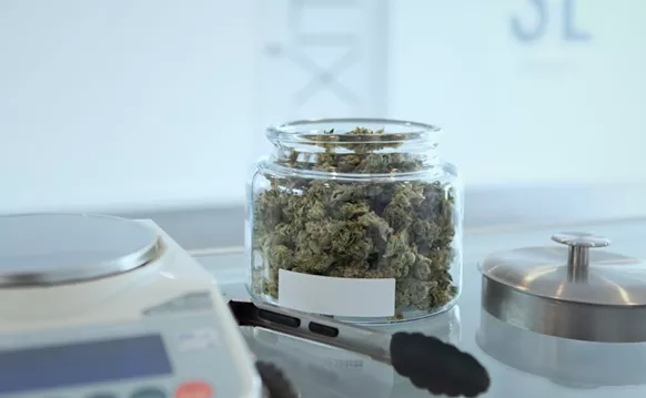 Image: Florida Bill May Expunge Some Cannabis Arrests — Does It Go Far Enough?