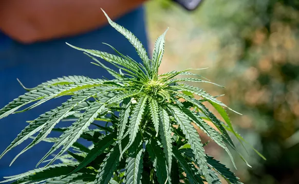 Image: Florida Lawsuit Shows Lack of Regulation for CBD Products, Experts Say