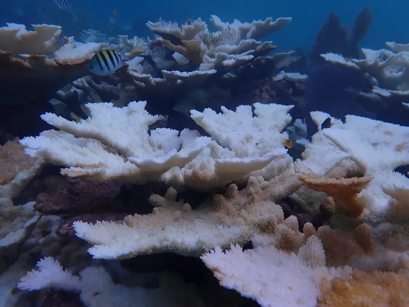 Image: Record-high ocean temperatures have decimated coral populations across South Florida and the Florida Keys.