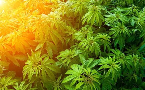 Image: Florida Supreme Court Appears Not to Buy Moody's Challenge to Recreational Marijuana Amendment