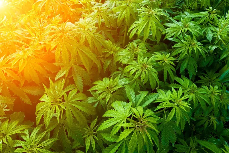 Image: Will the sun soon shine on recreational marijuana in the Sunshine State?