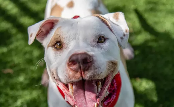 Image: Foster Pets Are the Perfect Companions for Our Social Distancing