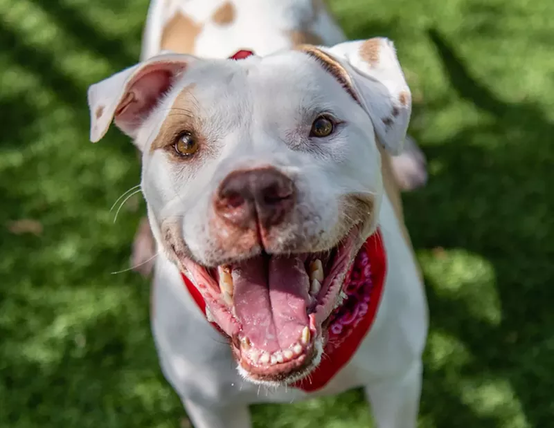 Image: Lilo is available for adoption at Miami-Dade Animal Services.