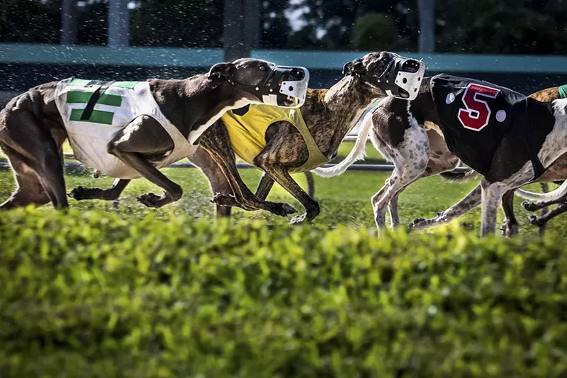 Image: Dogs still race at Palm Beach Kennel Club, but not for long. A ban on dog racing in Florida is set to kick in at the end of 2020.
