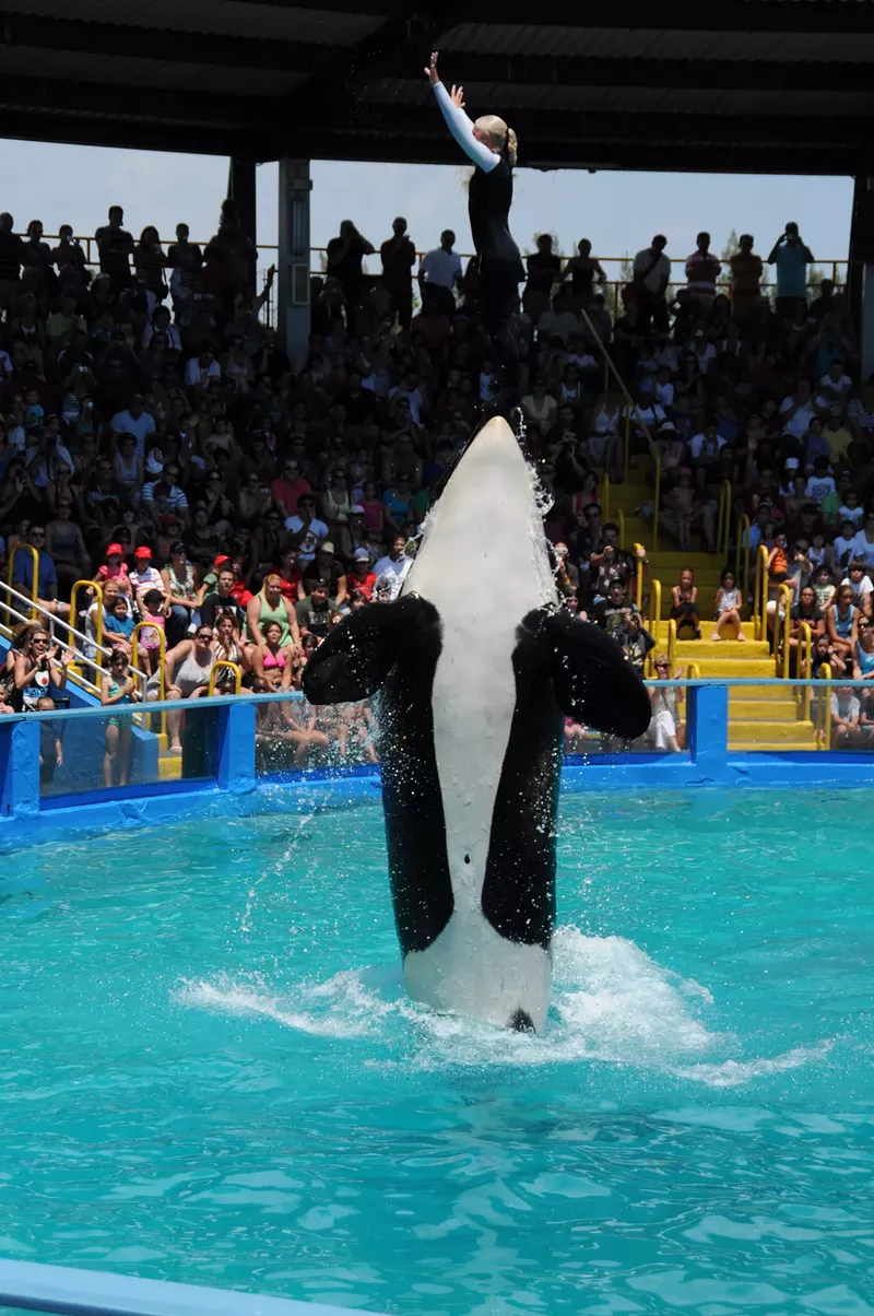 Image: Lolita AKA Toki was captured in Puget Sound off the coast of Washington at around four years old.