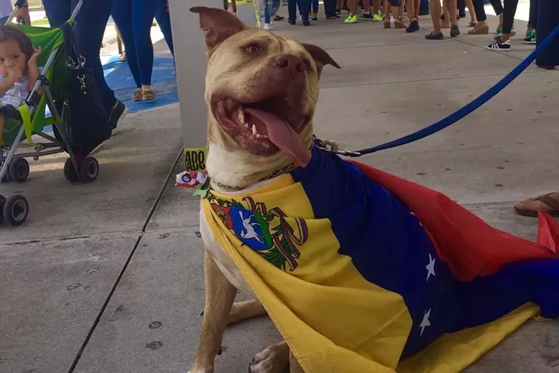 Image: Venezuelan dogs came with their owners.
