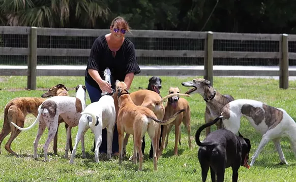 Image: Owner of Greyhound Adoption Agency Details Abuses of Dogs at Palm Beach Kennel Club