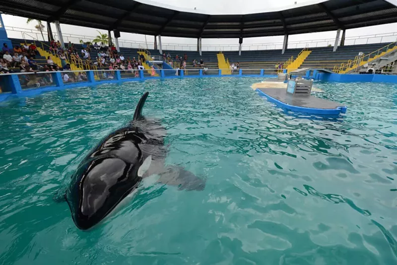 Image: PETA's fight against Miami Seaquarium, which houses the orca Lolita in a tiny tank, is ongoing.