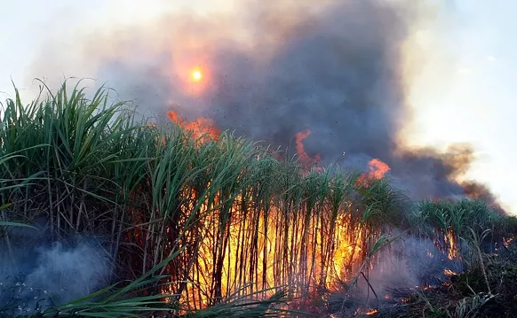 Image: Lawsuit Highlights Human Toll of Florida Sugar Harvest