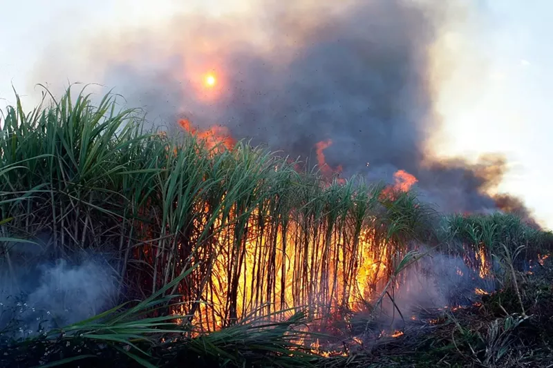 Image: Sugarcane is prepared for harvest by burning off dead leaves in the U.S. Sugar Corporation fields in Clewiston.