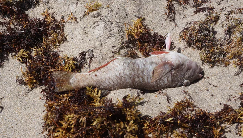 Image: Dead fish littered Deerfield Beach today.