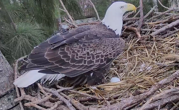 Image: Ron and Rita Are the Feel-Good Bird Story Miami Needs Right Now