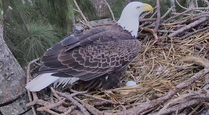 Image: Ron and Rita's eggs are expected to hatch sometime between Christmas and New Year's Day.