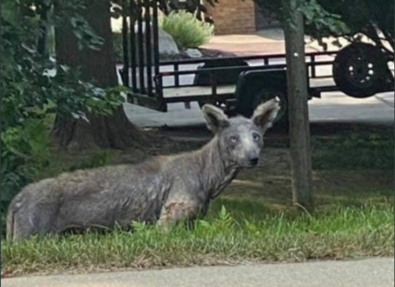 Image: The creature was spotted in Tampa earlier this week.