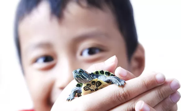 Image: Salmonella Isn't Cute! Little Turtles Blamed for Florida Outbreak