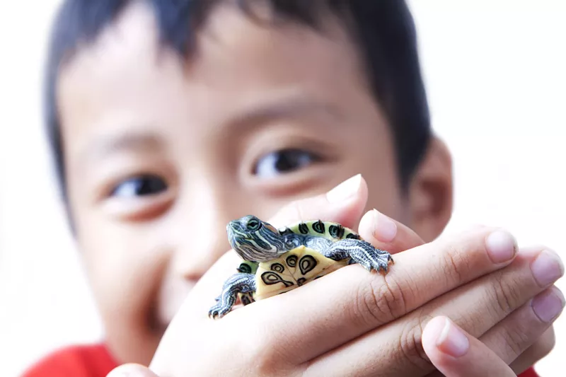 Image: Turtles of any size can carry salmonella in their droppings. But tiny turtles in particular are known to spread the bacteria.