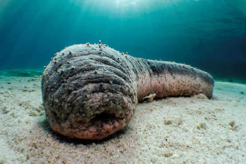 Image: A sea cucumber in the Red Sea, Israel.