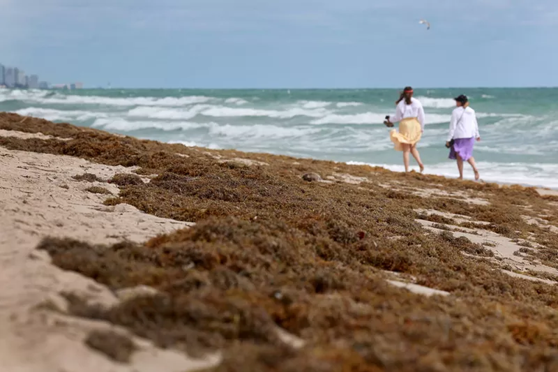 Image: Beachgoers walk past seaweed that washed ashore on March 16, 2023, in Fort Lauderdale, Florida.
