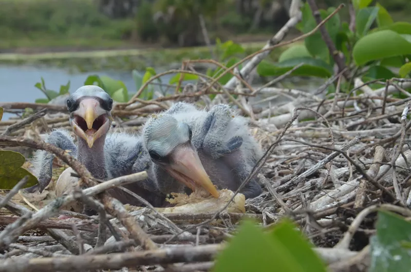 Image: Wood stork chicks munch on a chicken wing in an urban nest.