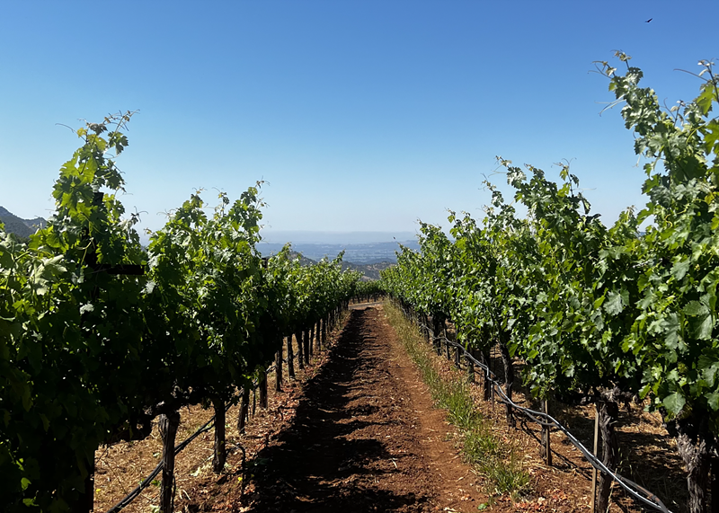 Image: A photo of Continuum Estate in Saint Helena, Napa Valley, California, taken in 2023