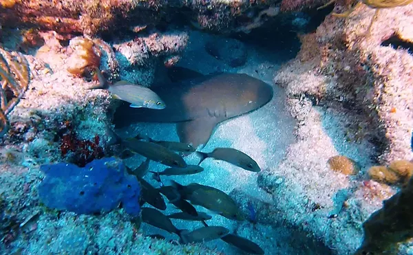 Image: The Caves/Twin Ledges Moorings