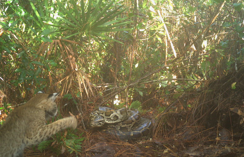Image: A native bobcat swipes at a 120-pound Burmese python in the Florida Everglades.