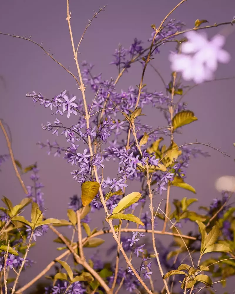 Image: You can almost smell the flowers in this photo.