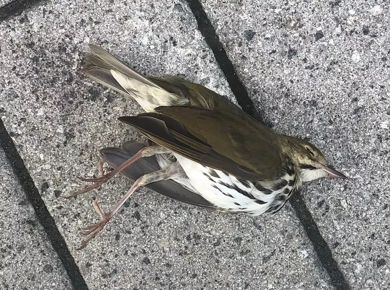 Image: An ovenbird found on the ground in downtown Miami.