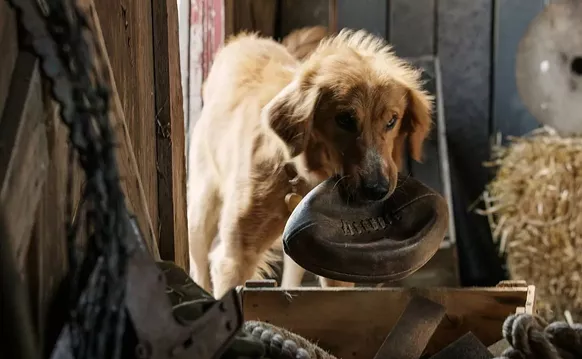 Image: Whatever a Dog's Purpose Is, It Isn't to Be in Movies Like A Dog's Purpose